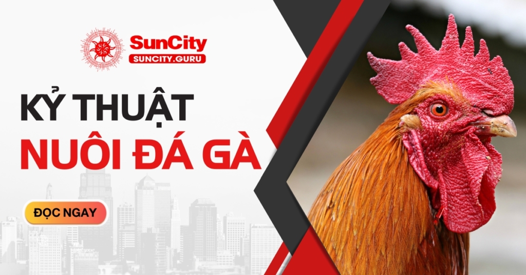 Kỷ thuật nuôi gà đá